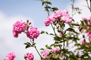 Ya puedes comprar online los Jardin fleurs roses – Los Treinta favoritos