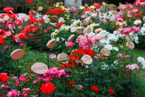 La mejor recopilación de Jardin de Rosas para comprar