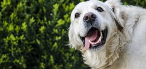 Recopilación de caida de pelo en perros golden retriever para comprar online – El Top 20