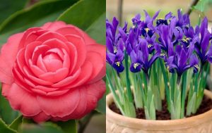 Catálogo de Jardin flor todo Floricultura Jardineria para comprar online – Los más vendidos