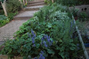 Opiniones y reviews de jardin hierbas para comprar