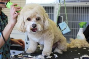 Recopilación de caida de pelo en los perros para comprar Online