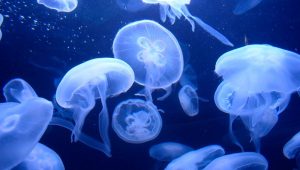 La mejor lista de crema solar repelente medusas para comprar on-line – Los preferidos